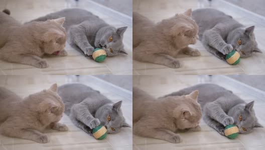 两只漂亮的灰色英国家猫咬，打架，攻击，玩球高清在线视频素材下载