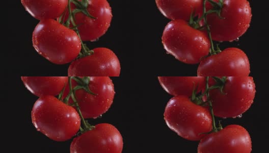 树枝上的番茄高清在线视频素材下载