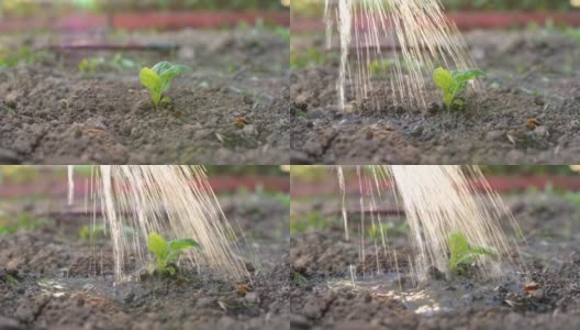 给种植的幼苗浇水。刚种下的植物高清在线视频素材下载