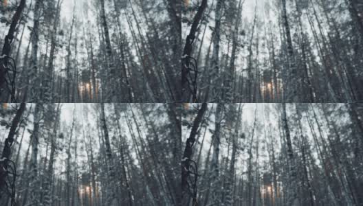 一个童话故事和冬天的神秘森林背景上的干燥的黑暗的树枝。Winter和Great Mood的概念。与自然的统一高清在线视频素材下载