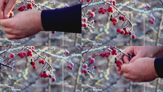 用雪采摘红巴贝树枝的人高清在线视频素材下载
