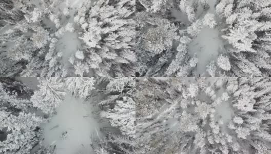 雪山松林俯视高清在线视频素材下载