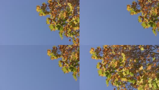 秋叶和蓝天高清在线视频素材下载