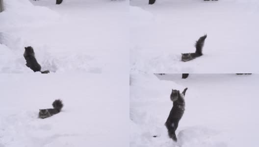 慢镜头:猫在抓雪球高清在线视频素材下载