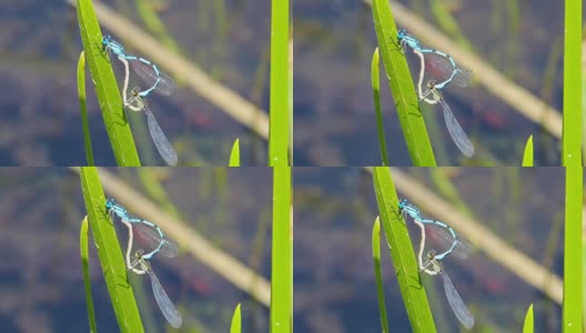 草叶上的蜻蜓高清在线视频素材下载