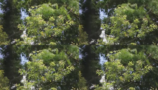 Close up leaf of Maple tree高清在线视频素材下载