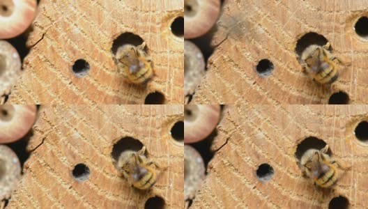 野蜂双角蜂高清在线视频素材下载