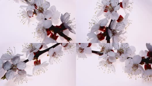 白色背景上的杏花，旋转高清在线视频素材下载