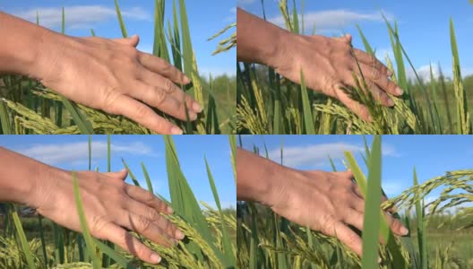 近距离观察:一个女人的手穿过美丽的稻田高清在线视频素材下载