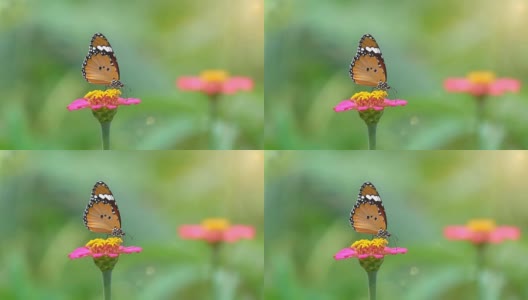 慢镜头，美丽的蝴蝶在花上飞舞高清在线视频素材下载