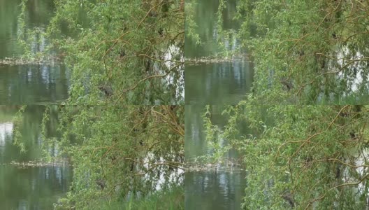 湖面和芦苇高清在线视频素材下载