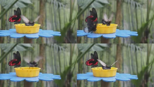 花形马槽上的蝴蝶高清在线视频素材下载