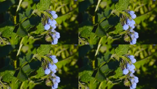 草药紫草。野草地上的一种合生植物。静态镜头拍摄高清在线视频素材下载