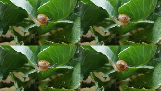 小蜗牛在雨滴的时候爬在菜叶上。高清在线视频素材下载