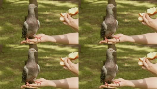 鸽子吃了苹果。高清在线视频素材下载