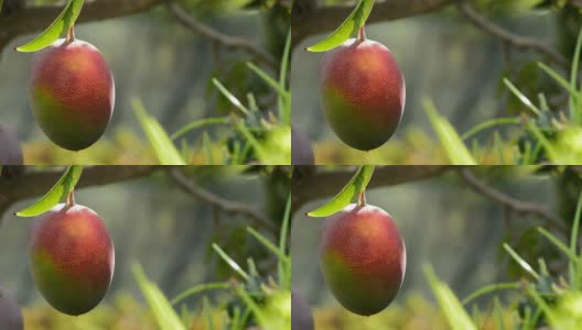 芒果是热带水果种植园中的热带果树高清在线视频素材下载