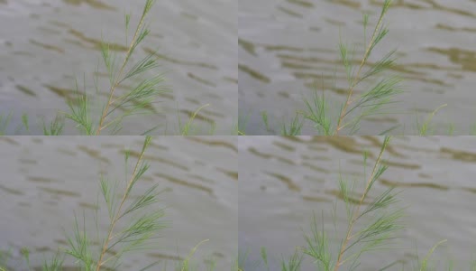 杂草长在河边高清在线视频素材下载