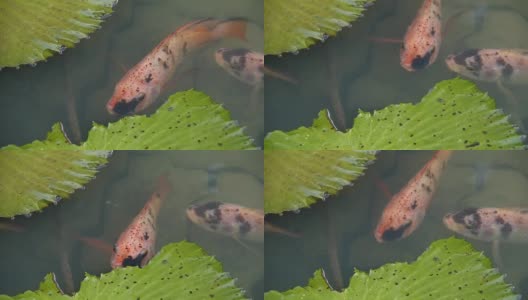 鲤鱼吃荷叶高清在线视频素材下载