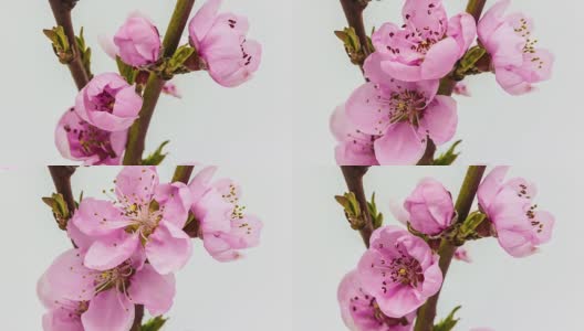 桃花的生长期高清在线视频素材下载
