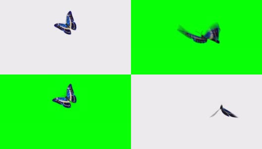 美丽的蓝色蝴蝶飞和坐在白色和绿色背景的特写。可循环的3d动画与绿色屏幕阿尔法蒙版。高清在线视频素材下载
