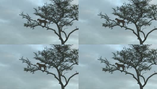 一只站在树枝上的豹子高清在线视频素材下载