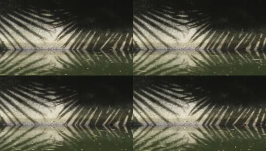 自然的模式。摘要扇棕榈叶在运河壁上和水面上的影子高清在线视频素材下载