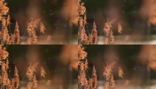 日落时，芦苇莺在芦苇丛上歌唱高清在线视频素材下载