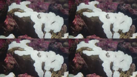 珊瑚繁殖白色为婴儿在水下颜色美丽的软珊瑚。高清在线视频素材下载