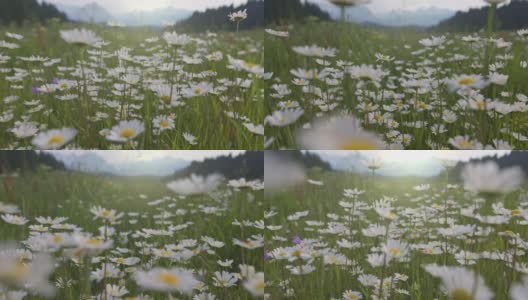夏季的高山甘菊草甸。镜头在花间移动，昆虫飞来飞去。壮丽的花草地，群山在背景中高清在线视频素材下载