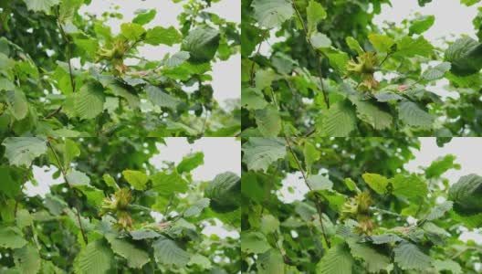 有机树上的绿色榛果和叶子的特写镜头高清在线视频素材下载