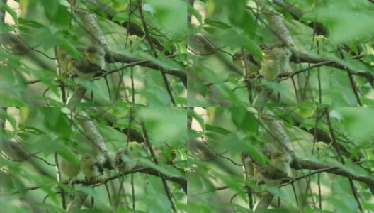 白俄罗斯普通糠(Phylloscopus collybita)对雏鸟的摄食高清在线视频素材下载