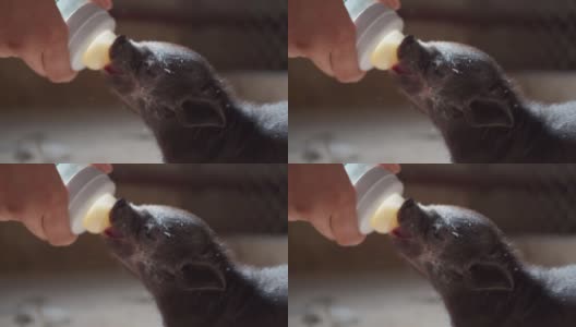 农夫用农场谷仓里的奶瓶幼猪的奶喂养健康的小猪高清在线视频素材下载