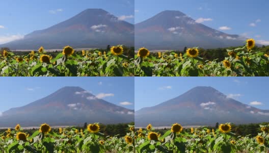 富士山和蓝天下的太阳花高清在线视频素材下载