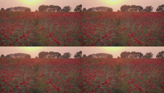 日落时田野里的罂粟花高清在线视频素材下载