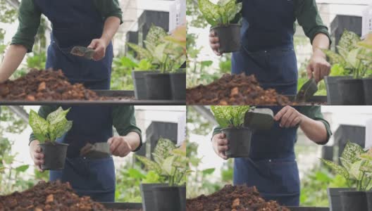 4K亚洲男人植物商店老板在桌子上种植盆栽植物。高清在线视频素材下载