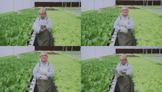 老年老年亚洲男性老年男子农场有机业主检查条件和质量控制与片剂植物应用新鲜蔬菜植物在水培无水农场温室高清在线视频素材下载