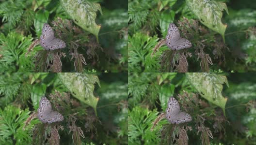 蝴蝶灰色三色堇展开翅膀。高清在线视频素材下载