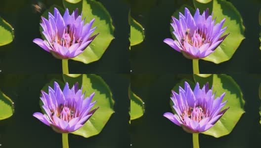 蜜蜂在Lotus高清在线视频素材下载