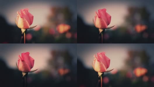 寂寞的玫瑰高清在线视频素材下载