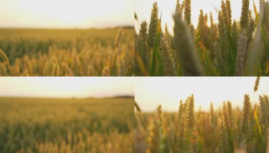 HD CRANE:日落时分的小麦穗高清在线视频素材下载