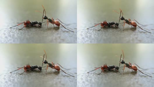 两只蚂蚁战斗:微距镜头，全高清镜头。高清在线视频素材下载