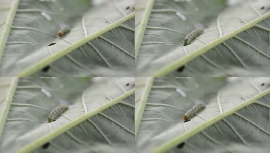 虫子的生命就在树叶上高清在线视频素材下载
