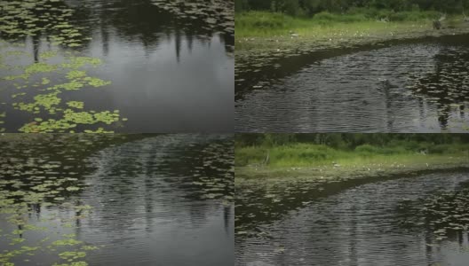 睡莲衬里的路径在水中高清在线视频素材下载