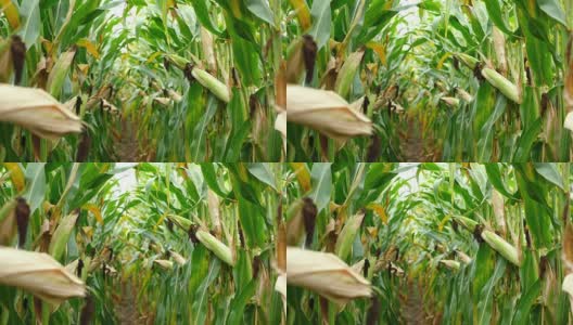玉米在收获前播种。成熟的玉米芯排在后面。细节视图淹没在玉米之间。高清在线视频素材下载