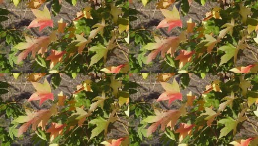彩色的叶子高清在线视频素材下载