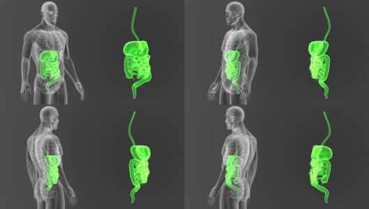 消化系统放大解剖学高清在线视频素材下载