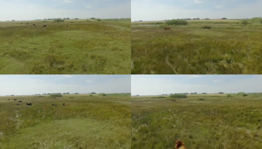 无人机飞过田野里的牛和马高清在线视频素材下载