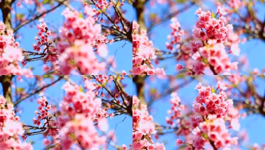 盛开的樱花或以蓝天为背景的樱花，从泰国进口的树木都在特殊项目中，保存完好，向公众开放，将在年初开花，选择性聚焦。高清在线视频素材下载