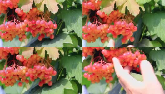 红色浆果荚莲属的植物高清在线视频素材下载