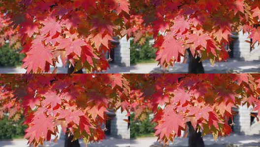 秋天红红的枫叶摇曳。高清在线视频素材下载